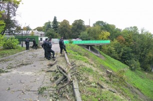 Киевлянам дали номер для жалоб на вырубку деревьев