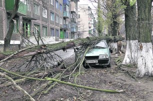 Сухие тополя держат в страхе жителей Шахтерска 