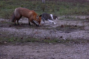 В Запорожье кот привел в заповедник лисенка