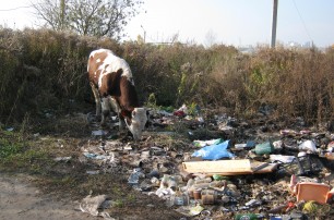 В Кении корова начала убивать и есть овец