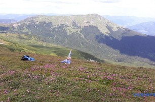 В Карпатах массово зацвела красная рута