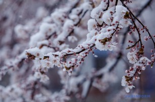 На Закарпатье снег засыпал дерева, котоые успели зацвести